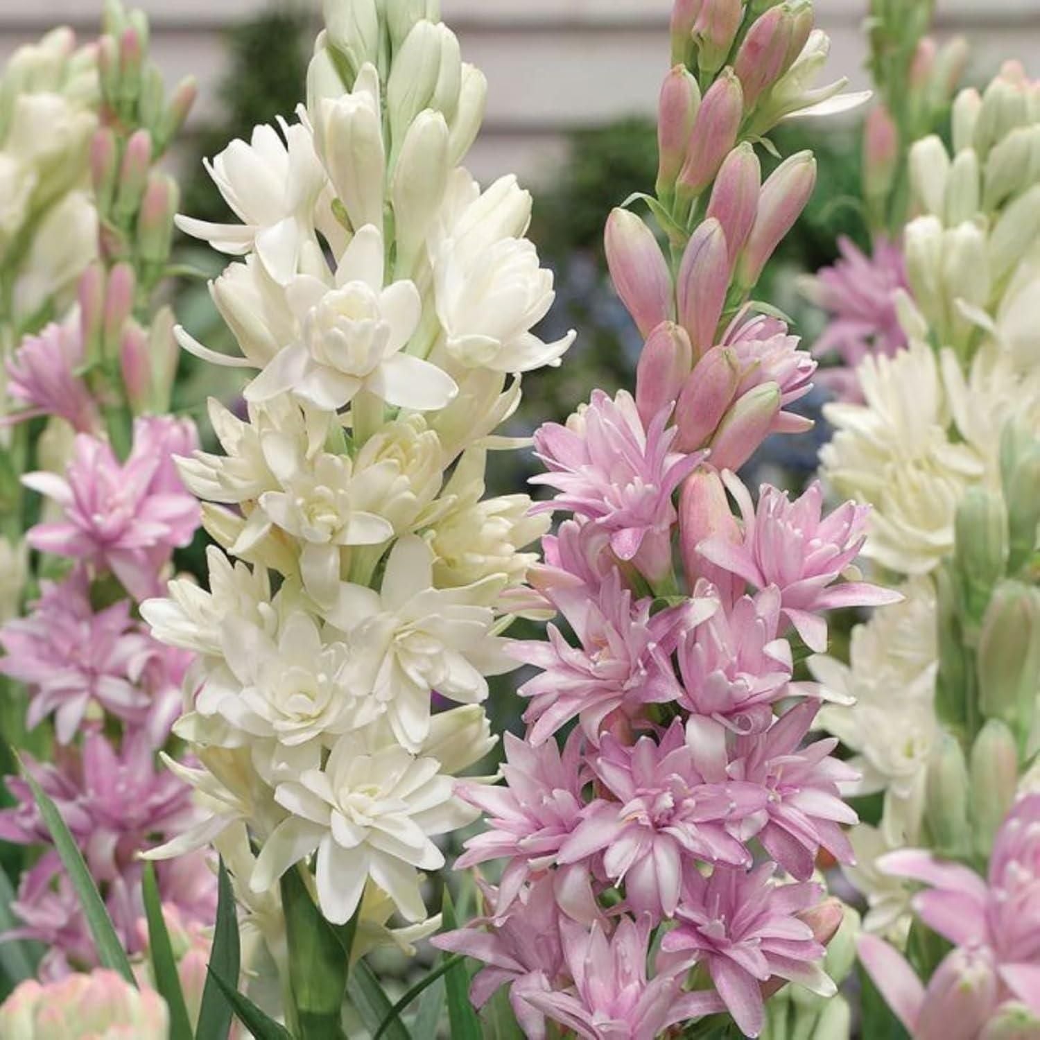 ?Rajnigandha Double Patel Tuberose Bulbs (BUY 1 GET 1 FREE)