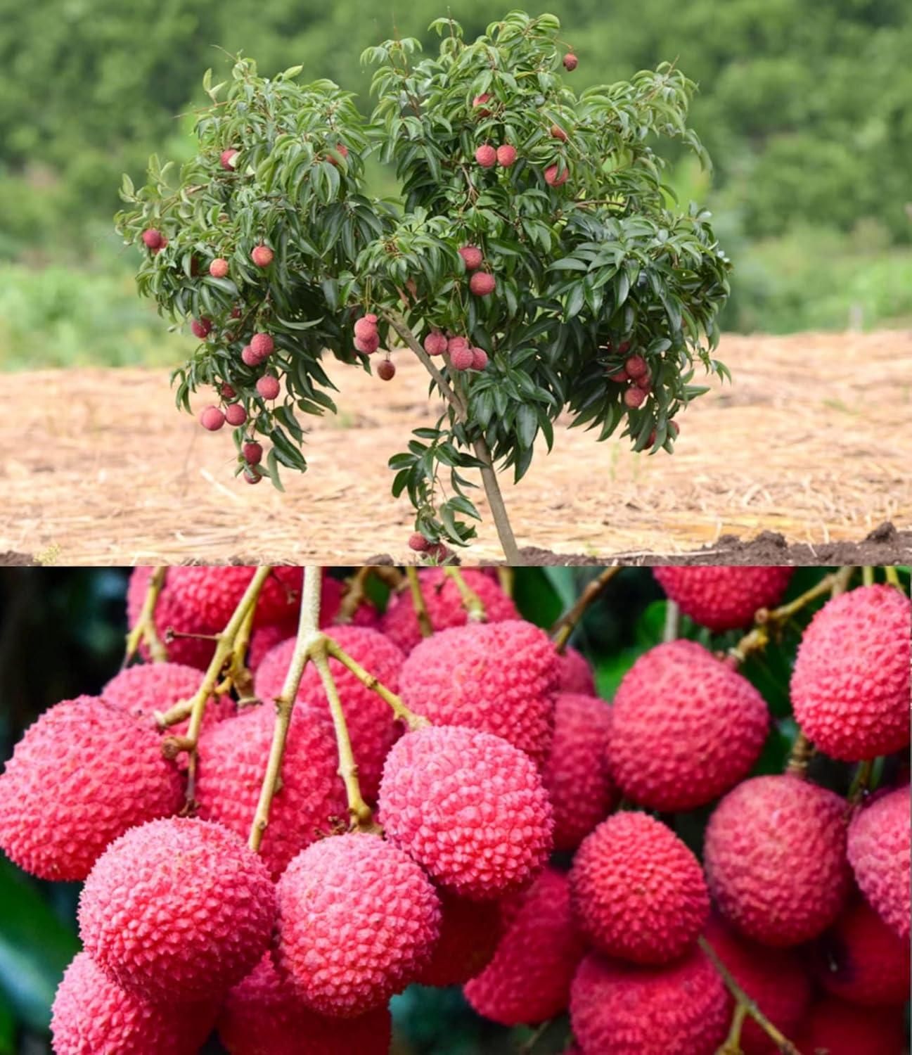 Healthy Lychee Fruit Seeds (Pack of 20)