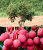 Healthy Lychee Fruit Seeds (Pack of 20)