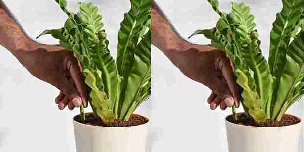 Plant Grow Fertilizer Sticks For Plants (BUY 1 GET 1 FREE)-50 Sticks