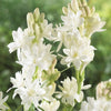 ?Rajnigandha Double Patel Tuberose Bulbs (BUY 1 GET 1 FREE)