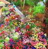 Italian Wild Mix Premium Flower Seeds + FREE Plant Growth Supplement