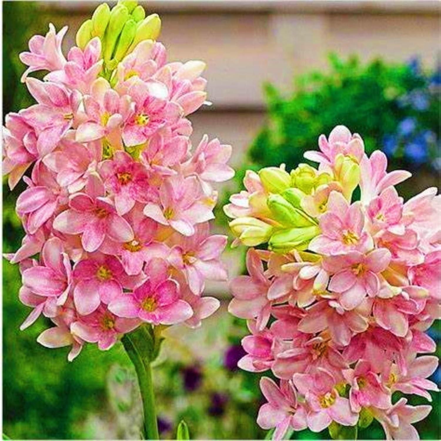 ?Rajnigandha Double Patel Tuberose Bulbs (BUY 1 GET 1 FREE)